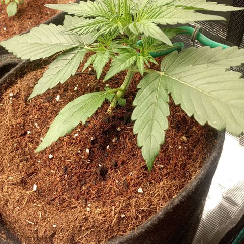 🍇 grape ape  growlog timeline photo