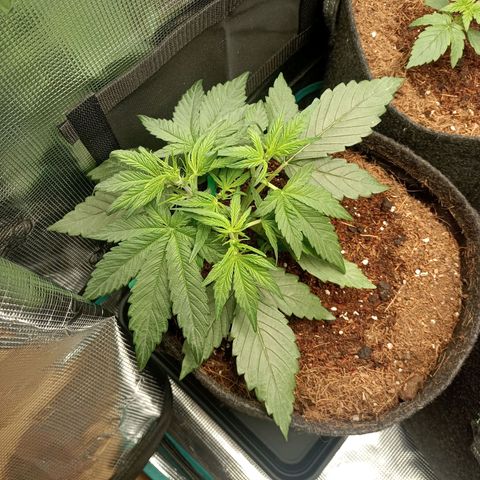 🍇 grape ape  growlog timeline photo
