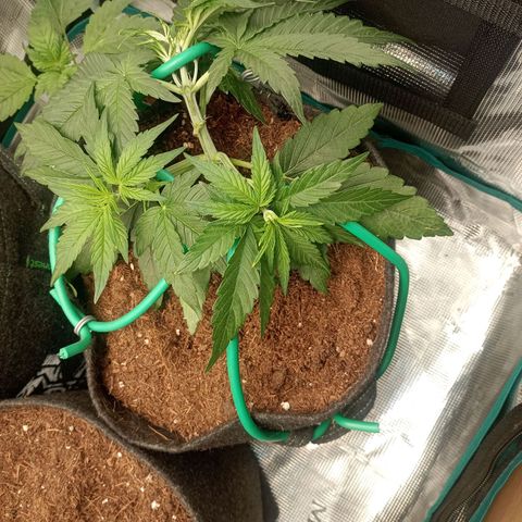 🍇 grape ape  growlog timeline photo