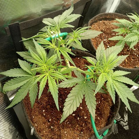 🍇 grape ape  growlog timeline photo