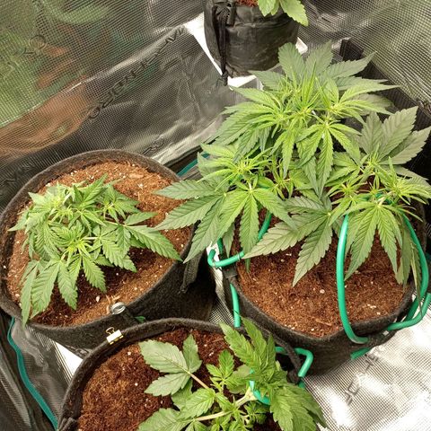 🍇 grape ape  growlog photo: Grape ape F1🍇_Watermelon candy 🍉🍬_ runtz F1🍡🍬_ pocket seed👖 ♂️♀️(?🤷🏾‍♂️ )