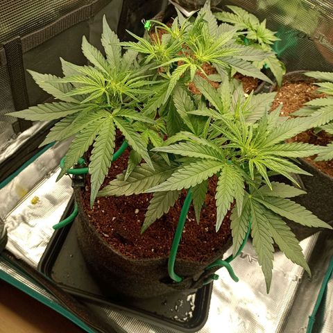 🍇 grape ape  growlog timeline photo