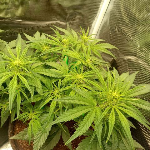 🍇 grape ape  growlog timeline photo