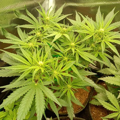🍇 grape ape  growlog timeline photo