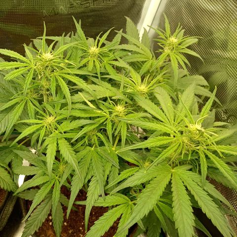 🍇 grape ape  growlog timeline photo
