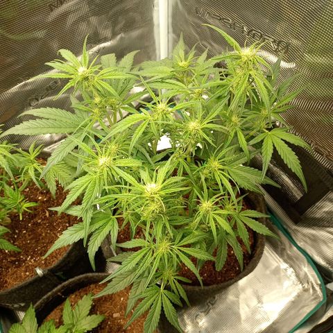 🍇 grape ape  growlog timeline photo