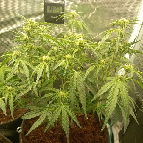🍇 grape ape  growlog timeline photo