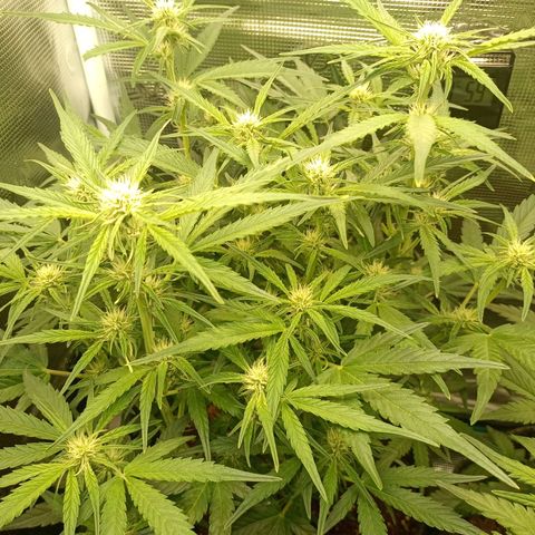 🍇 grape ape  growlog timeline photo