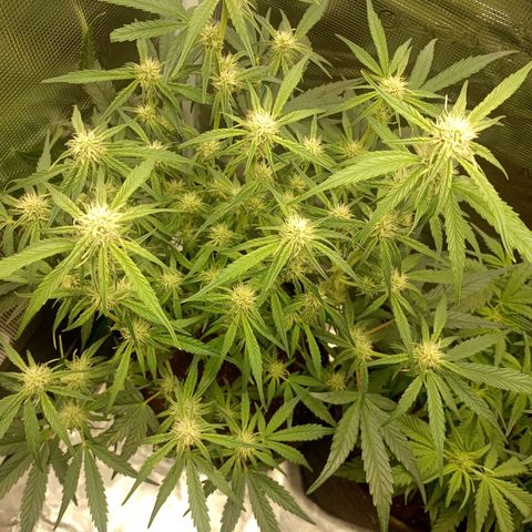 🍇 grape ape  growlog timeline photo