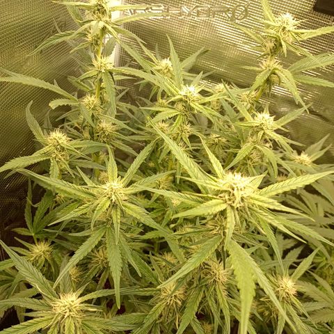 🍇 grape ape  growlog timeline photo