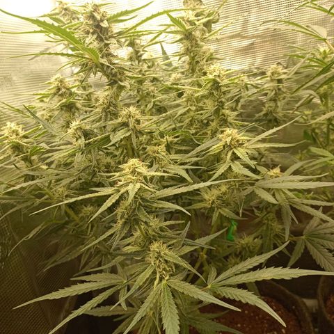 🍇 grape ape  growlog timeline photo