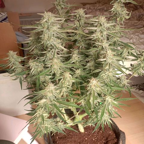 🍇 grape ape  growlog timeline photo