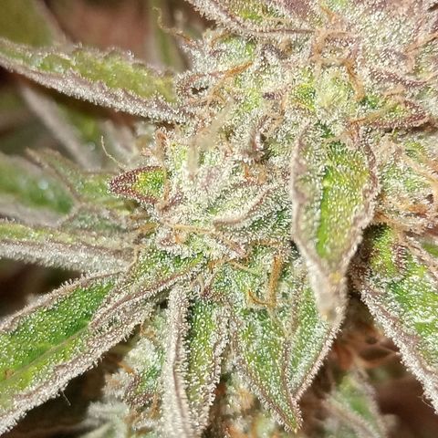 🍇 grape ape  growlog timeline photo