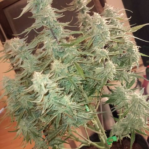 🍇 grape ape  growlog timeline photo