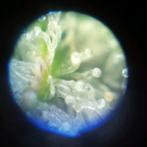 🍇 grape ape  growlog timeline photo