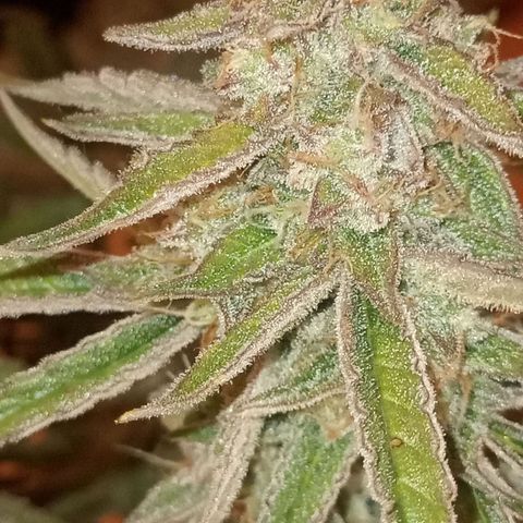 🍇 grape ape  growlog timeline photo