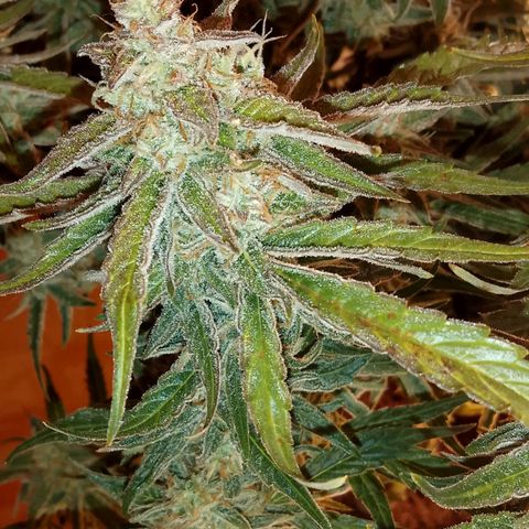 🍇 grape ape  growlog timeline photo