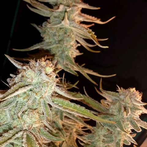 🍇 grape ape  growlog timeline photo