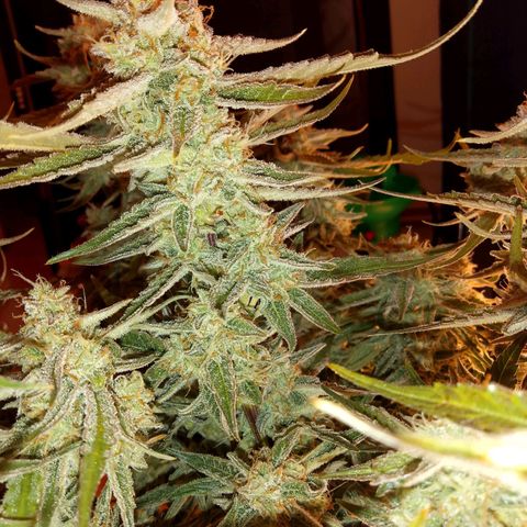 🍇 grape ape  growlog timeline photo
