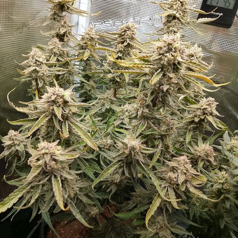 🍇 grape ape  growlog timeline photo