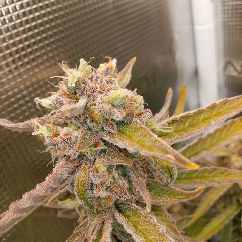 🍇 grape ape  growlog timeline photo