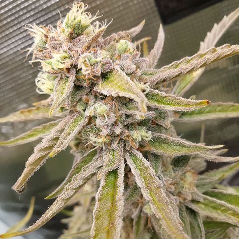 🍇 grape ape  growlog timeline photo