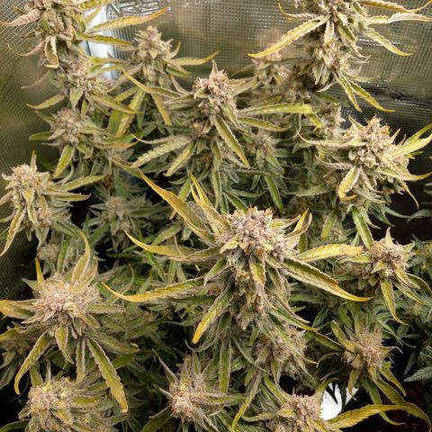 🍇 grape ape  growlog timeline photo