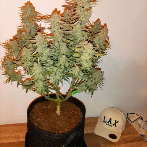🍇 grape ape  growlog timeline photo