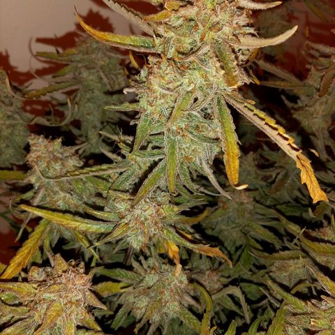 🍇 grape ape  growlog timeline photo