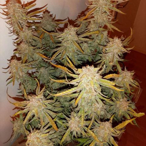 🍇 grape ape  growlog timeline photo