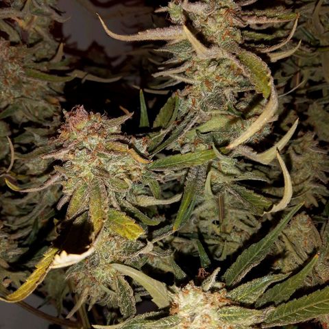 🍇 grape ape  growlog timeline photo