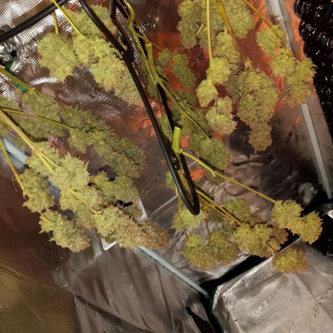 🍇 grape ape  growlog timeline photo