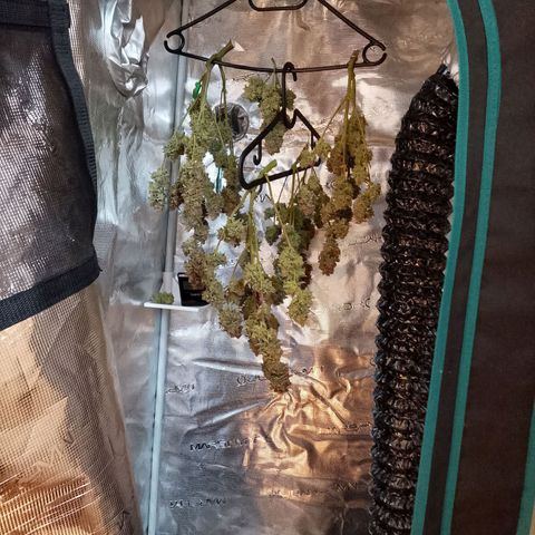 🍇 grape ape  growlog timeline photo