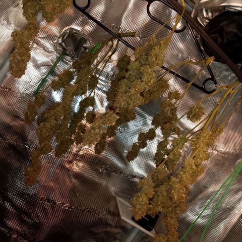 🍇 grape ape  growlog timeline photo