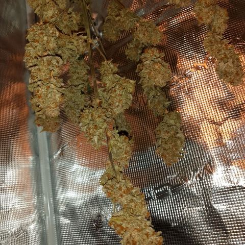 🍇 grape ape  growlog timeline photo