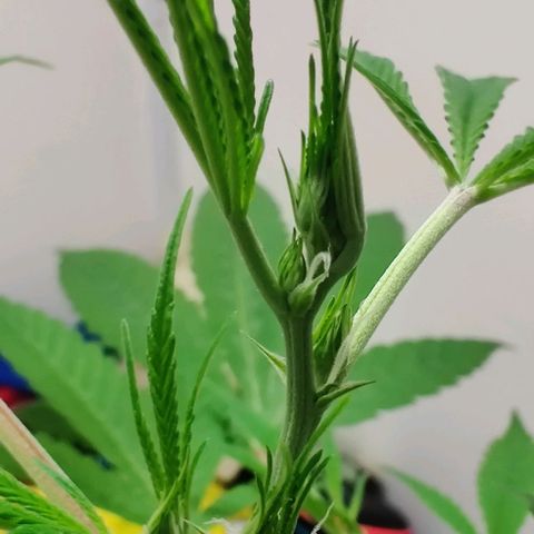 Unknown strain growlog timeline photo