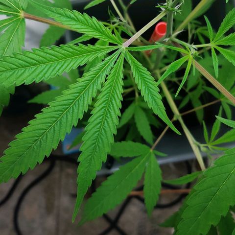 Unknown strain growlog timeline photo