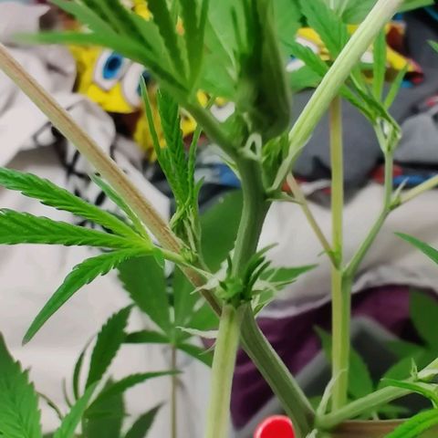 Unknown strain growlog timeline photo
