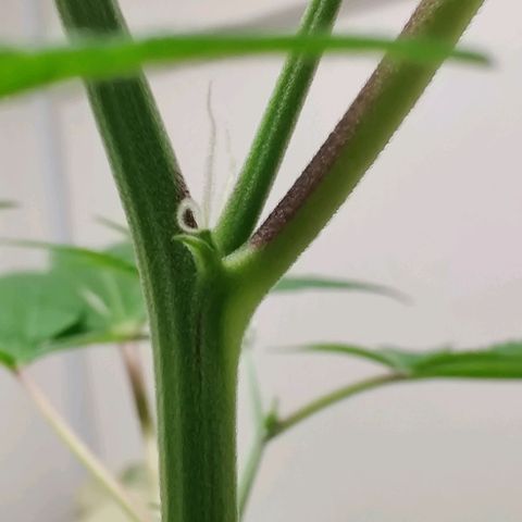 Unknown strain growlog timeline photo