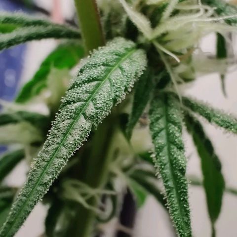 Unknown strain growlog timeline photo