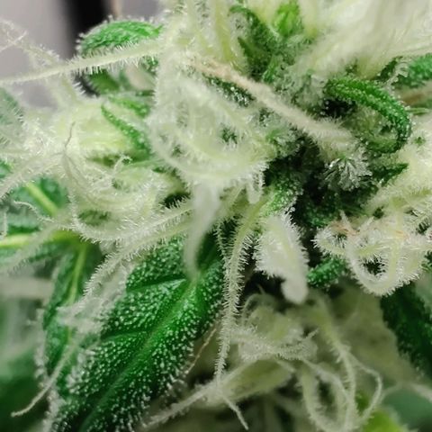 Unknown strain growlog timeline photo