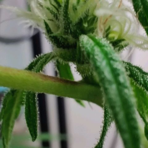 Unknown strain growlog timeline photo