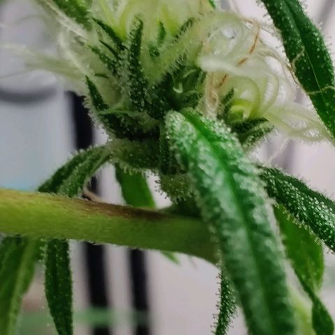 Unknown strain growlog timeline photo
