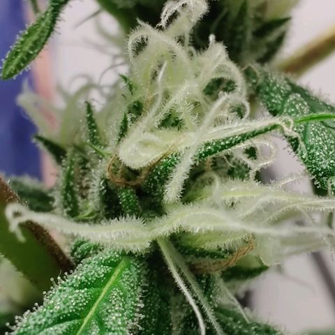 Unknown strain growlog timeline photo
