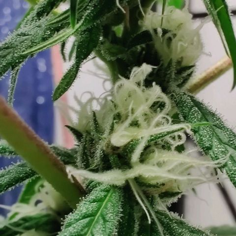 Unknown strain growlog timeline photo