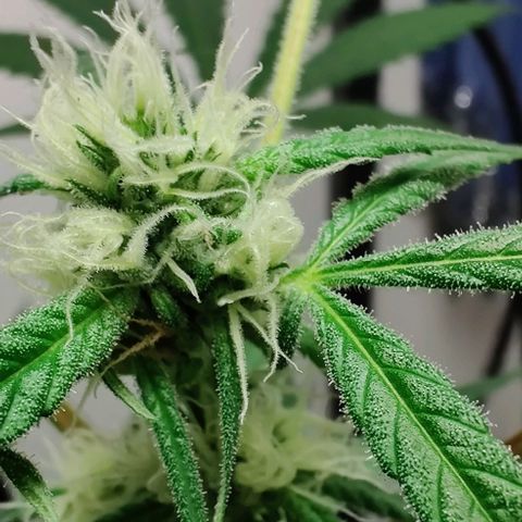 Unknown strain growlog timeline photo