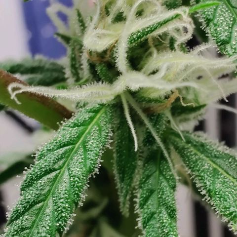 Unknown strain growlog timeline photo