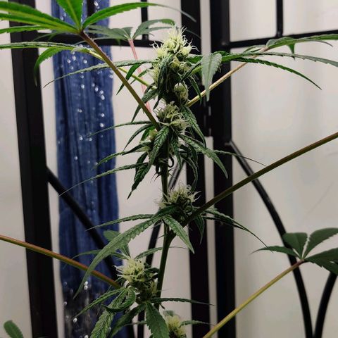 Unknown strain growlog timeline photo