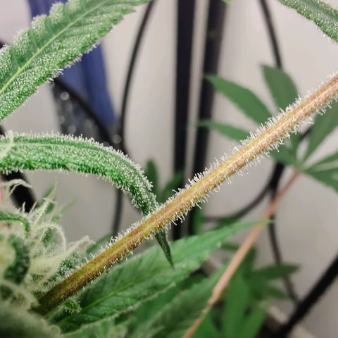 Unknown strain growlog timeline photo