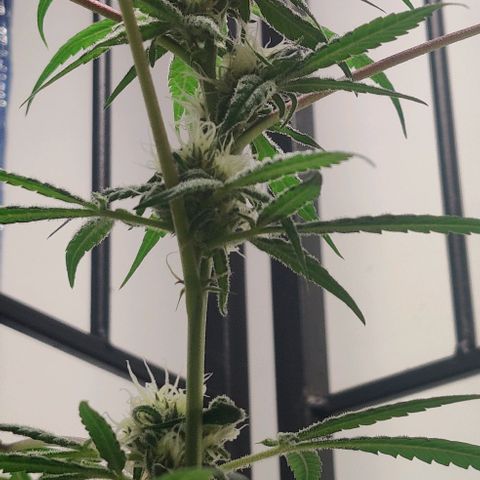 Unknown strain growlog timeline photo